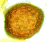 Paradoxa spore