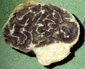 Paradoxa sporocarp