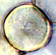 Paurocotylis spore