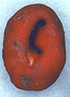 Paurocotylis sporocarp
