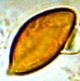 Protogautieria spore