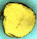 Protogautieria sporocarp