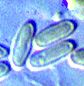 Phallogaster spore