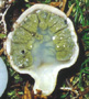 Phallogaster sporocarp