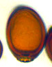 Podaxis spore
