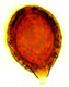 Protoglossum spore