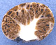 Protoglossum sporocarp