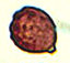 Schenella spore