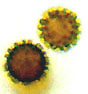 Radiigera spore