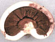 Radiigera sporocarp