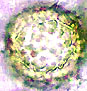 Reddellomyces spore
