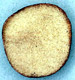 Rhizopogone sporocarp