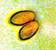 Rhopalogaster spore