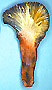 Rhopalogaster sporocarp