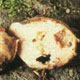 Richoniella sporocarp