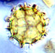 Ruhlandiella spore
