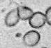 Saprogaster spore