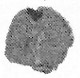 Saprogaster sporocarp