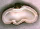 Sarcosphaera sporocarp