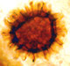 Scleroderma spore