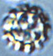 Sclerogaster spore