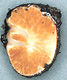 Sclerogaster sporocarp