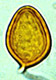 Sedecula spore