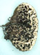 Sedecula sporocarp
