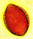 Setchelliogaster spore