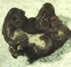 Sphaerozone sporocarp