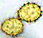 Stephenaspora spore