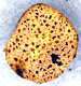 Stephenospora sporocarp