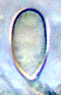 Torrendia spore