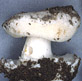 Torrendia sporocarp