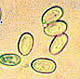 Trappea spore