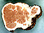 Trappea sporocarp