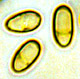 Truncocolumella spore