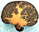 Truncocolumella sporocarp