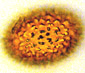 Tuber spore