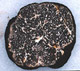 Tuber sporocarp