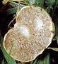 Wakefieldia sporocarp