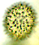 Zelleromyces spore