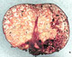 Zelleromyces sporocarp