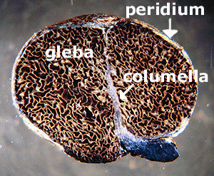 The Parts of a
                    Truffle