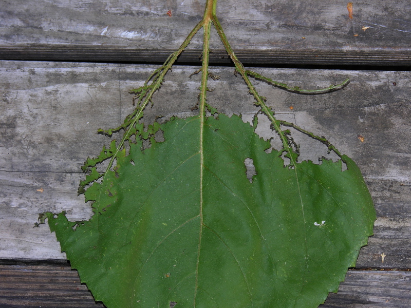 Leaf3
