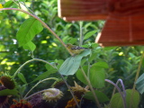 Goldfinch1