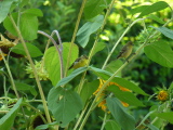 Goldfinchs