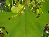 Leaf1