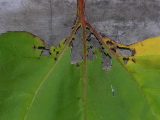 Leaf2