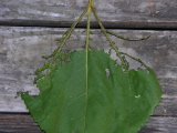Leaf3